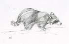 racoon